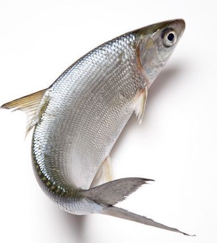 虱目魚-命名由來與營養價值 Logo圖片